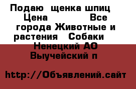 Подаю. щенка шпиц  › Цена ­ 27 000 - Все города Животные и растения » Собаки   . Ненецкий АО,Выучейский п.